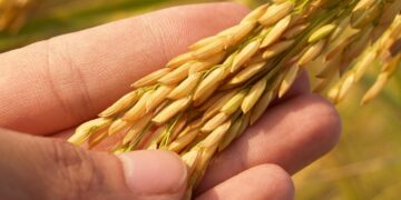 Para frenar la inflación, necesario sembrar más frijol, arroz, maíz y otros alimentos