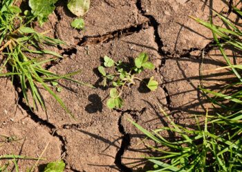 Una producción sostenible e incluyente, clave contra el cambio climático