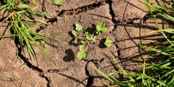 Una producción sostenible e incluyente, clave contra el cambio climático