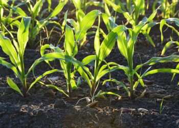 Anuncian financiamiento para proyectos viables en materia de fertilizantes