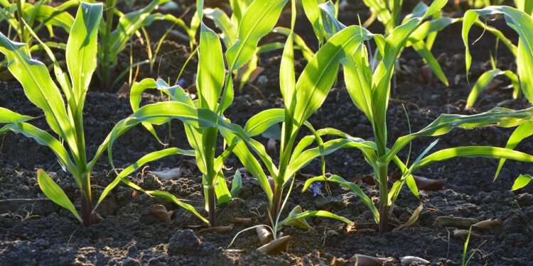 Anuncian financiamiento para proyectos viables en materia de fertilizantes