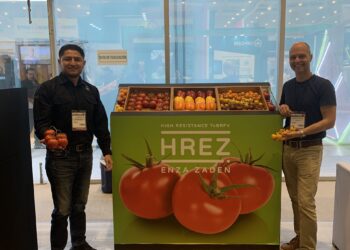 Controlar un virus letal para el tomate, desde la semilla