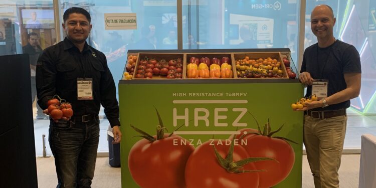 Controlar un virus letal para el tomate, desde la semilla