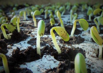 En Europa, entran en vigor nuevas normas para fertilizantes orgánicos