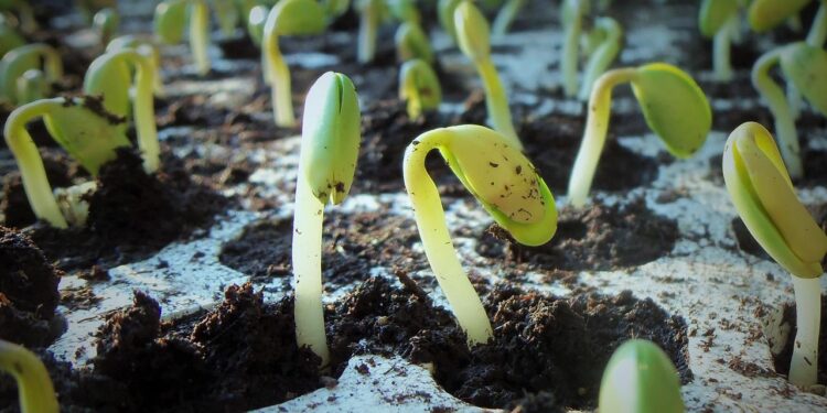 En Europa, entran en vigor nuevas normas para fertilizantes orgánicos