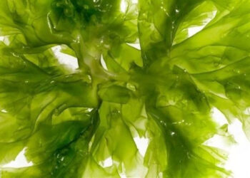 Investigadores crean biofertilizantes a partir de microalgas cultivadas