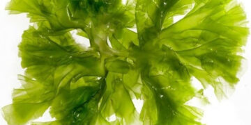 Investigadores crean biofertilizantes a partir de microalgas cultivadas