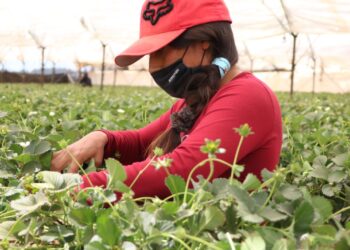 Productores de berries enfrentan falta de mano de obra en el sector