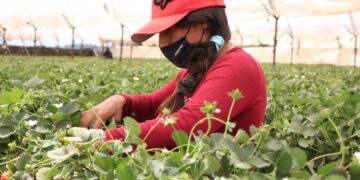 Productores de berries enfrentan falta de mano de obra en el sector