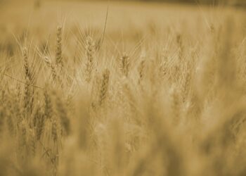 Ucrania comenzará a exportar cereal por mar esta semana