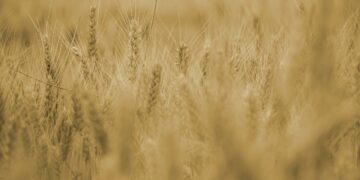 Ucrania comenzará a exportar cereal por mar esta semana