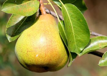 EEUU proyecta alza en cosecha de peras orgánicas