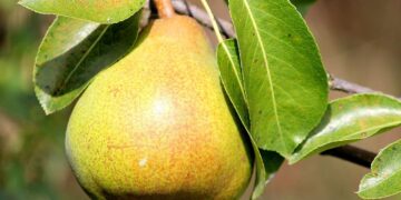 EEUU proyecta alza en cosecha de peras orgánicas