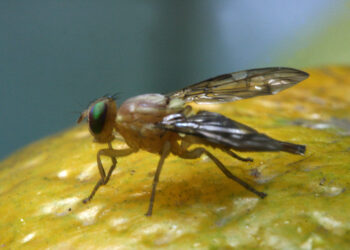 En Colima es erradicado el brote de mosca del Mediterráneo