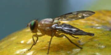 En Colima es erradicado el brote de mosca del Mediterráneo