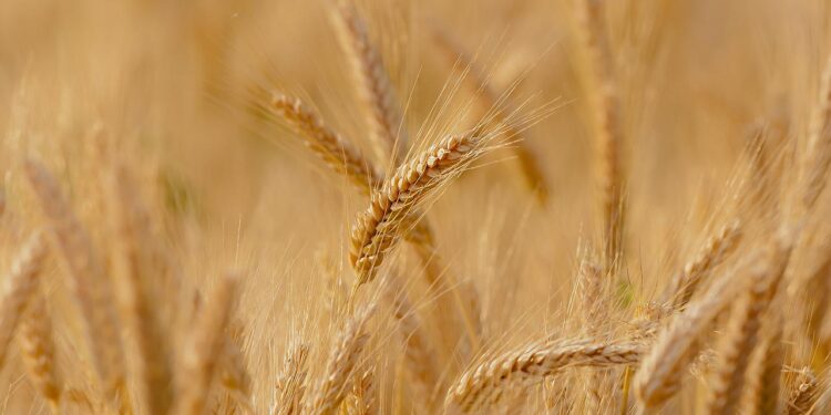 En julio, caen los precios mundiales de los alimentos