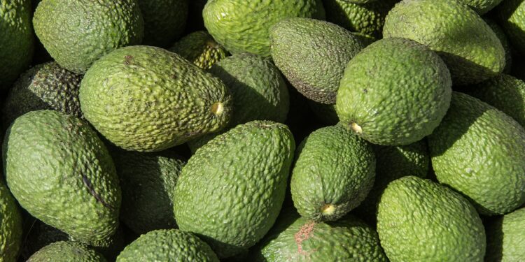 Exportaciones de aguacate ayudarían a regular precio al consumidor