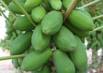 Localiza el Langebio genomas de cultivos estratégicos para México