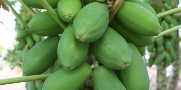 Localiza el Langebio genomas de cultivos estratégicos para México