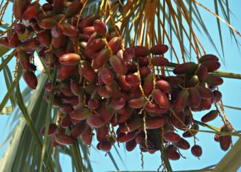 México será sede del Primer Festival Internacional del Dátil