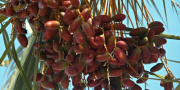 México será sede del Primer Festival Internacional del Dátil