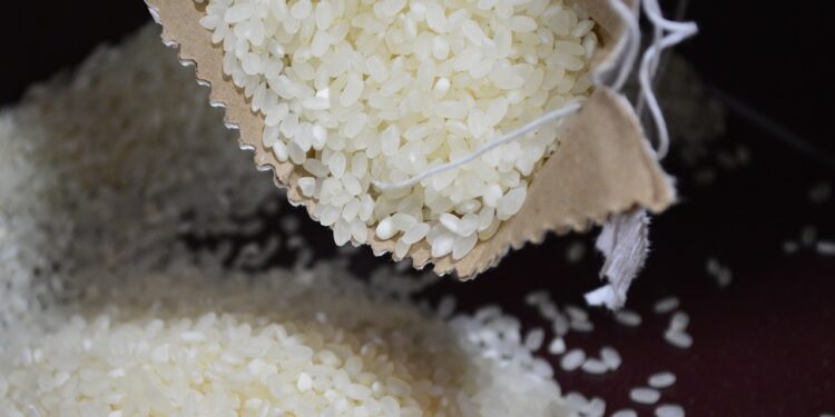 Productores crean biofertilizante para cultivar arroz orgánico