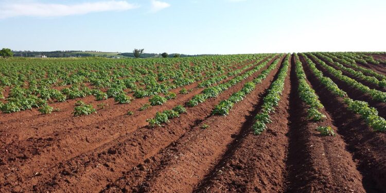 Un nuevo sensor biológico para la agricultura de precisión