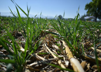 Almacenar carbono en el suelo permite mayor retención de agua