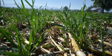 Almacenar carbono en el suelo permite mayor retención de agua