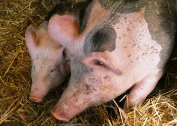 Con residuos porcinos, Granjas Carroll elabora fertilizantes orgánicos