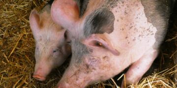 Con residuos porcinos, Granjas Carroll elabora fertilizantes orgánicos