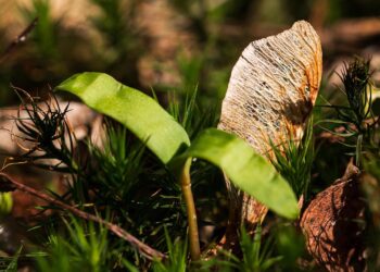 Con semillas inteligentes y drones, reforestan bosques quemados