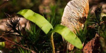Con semillas inteligentes y drones, reforestan bosques quemados