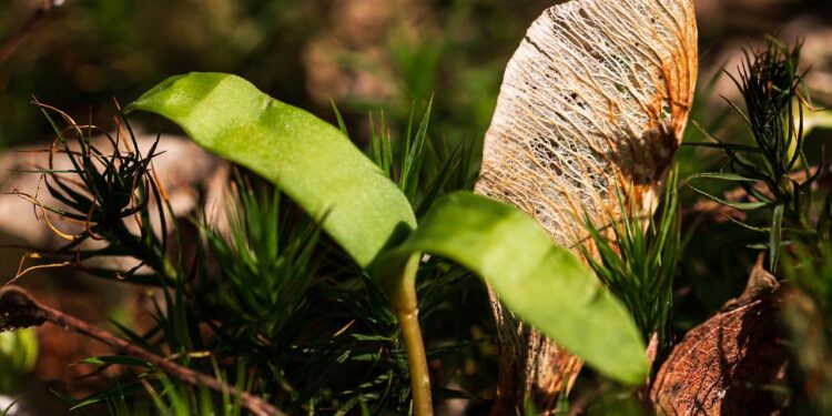 Con semillas inteligentes y drones, reforestan bosques quemados