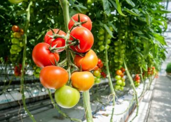 En la diversificación está el futuro de la agricultura protegida