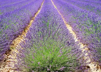 Por primera vez, España celebra el “Día de la agricultura ecológica”