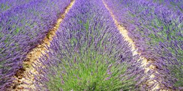 Por primera vez, España celebra el “Día de la agricultura ecológica”