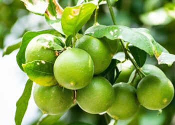 Productores de Jalisco firman convenio para cultivar chía y limón orgánico