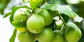 Productores de Jalisco firman convenio para cultivar chía y limón orgánico