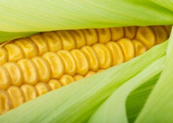 Residuos orgánicos permiten recuperar elementos de tierras “raras”