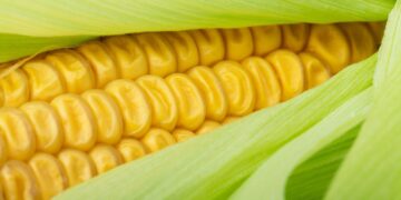 Residuos orgánicos permiten recuperar elementos de tierras “raras”