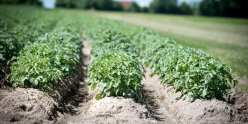 Tecnológico de Sonora gana premio para desarrollo de biofertilizantes