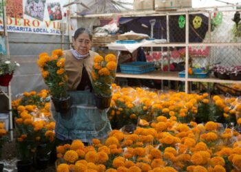 Aumenta 40% producción de flor de cempasúchil en Xochimilco