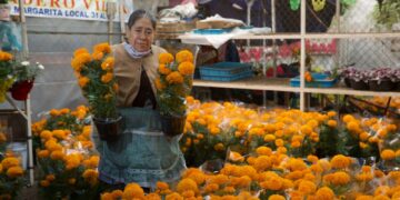 Aumenta 40% producción de flor de cempasúchil en Xochimilco