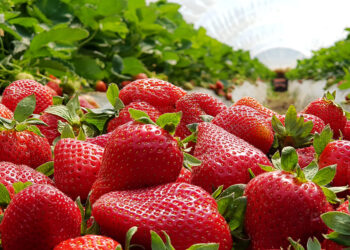 Autoridades de EU no investigarán exportaciones hortofrutícolas de México