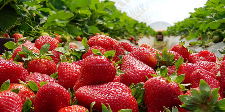 Autoridades de EU no investigarán exportaciones hortofrutícolas de México