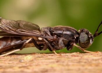 Científicos “domestican” mosca para reutilizar residuos orgánicos