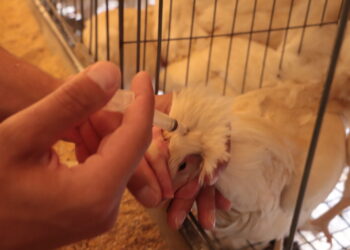 Detecta el Senasica influenza aviar en granja de Nuevo León