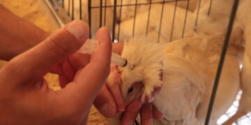 Detecta el Senasica influenza aviar en granja de Nuevo León