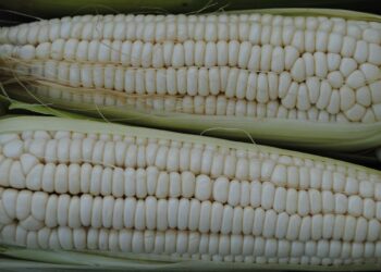 Gobierno de México elimina la exportación de maíz